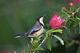 Eastern Spinebillborder=